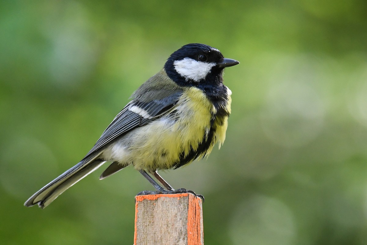 Great Tit - ML224160321