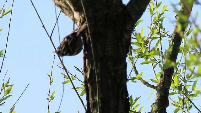 Black-and-white Warbler - ML224160341