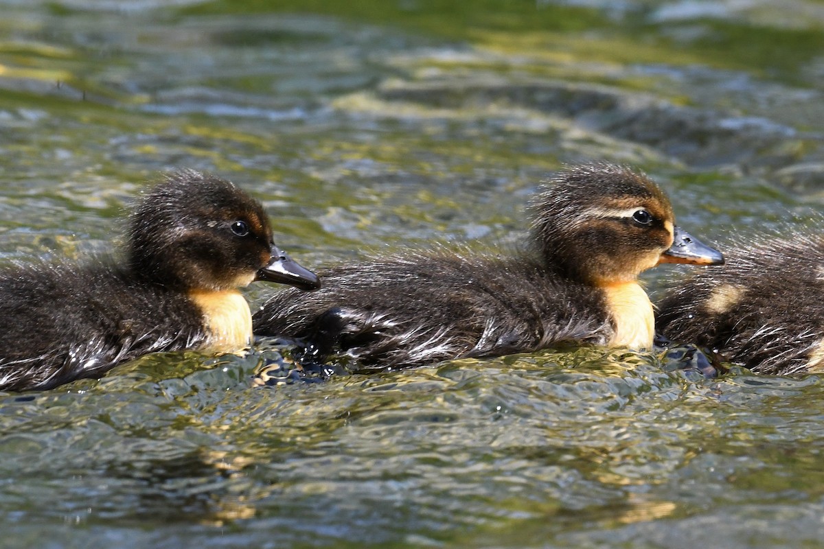 Mallard - Maryse Neukomm