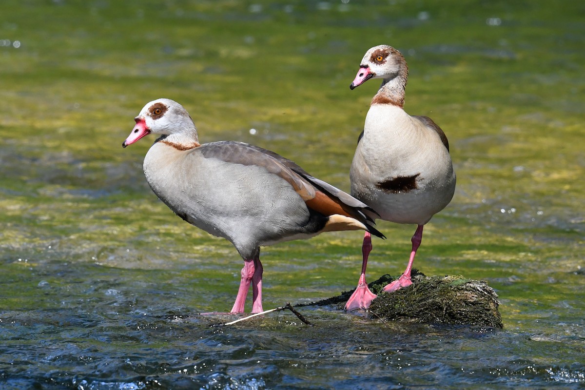 Egyptian Goose - ML224160581