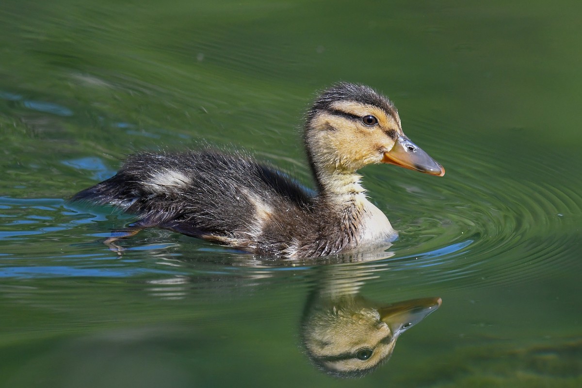 Mallard - Maryse Neukomm