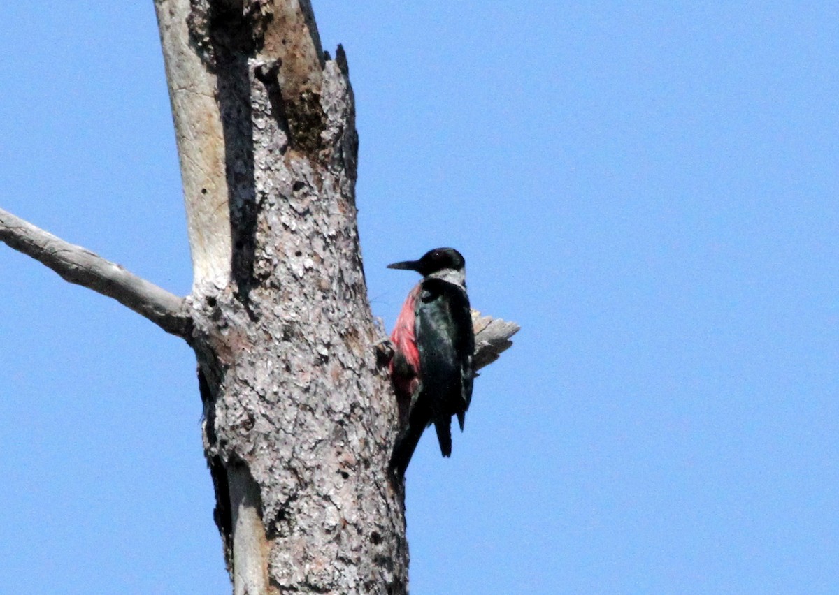Lewis's Woodpecker - karyl gabriel