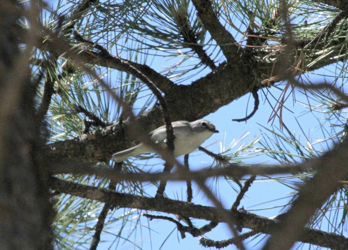 Plumbeous Vireo - karyl gabriel