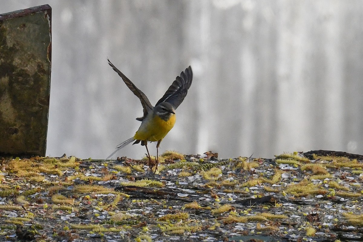 Gray Wagtail - Maryse Neukomm