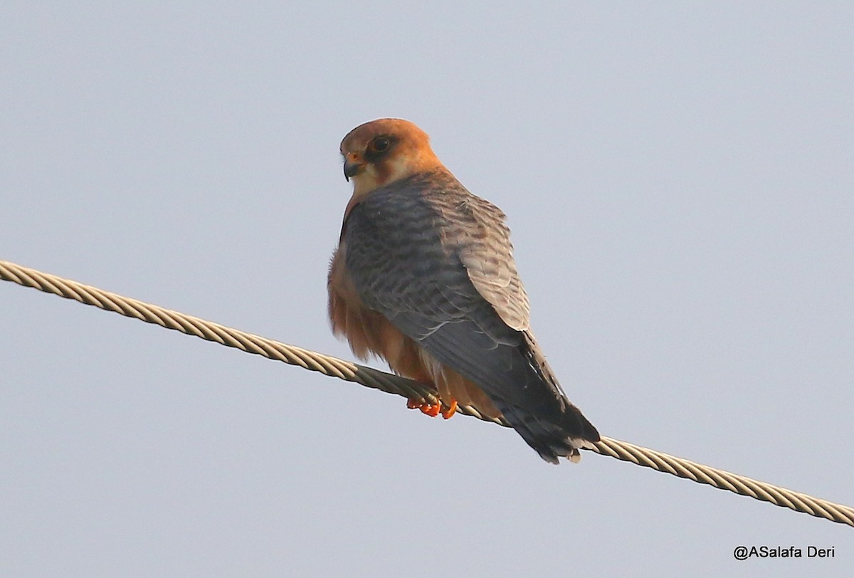 Red-footed Falcon - ML224163301