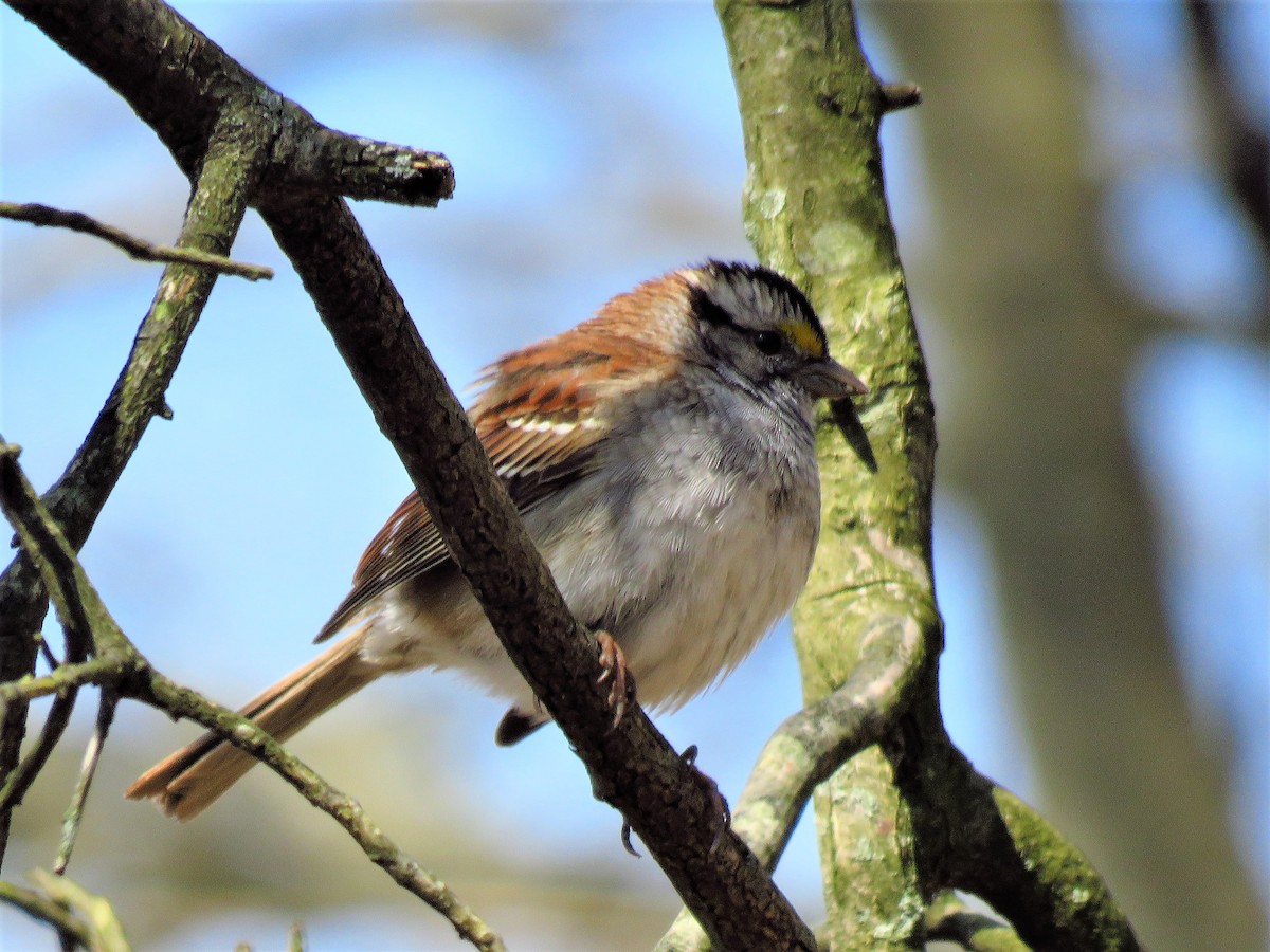 White-throated Sparrow - ML224164951