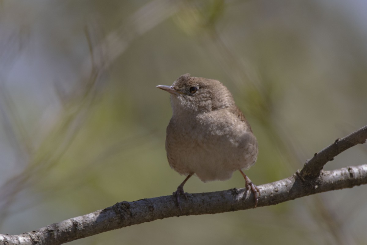 Northern House Wren - ML224165341
