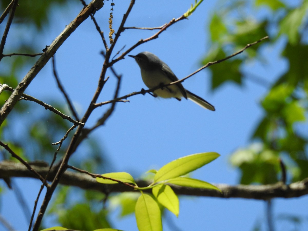 Blue-gray Gnatcatcher - ML224167001