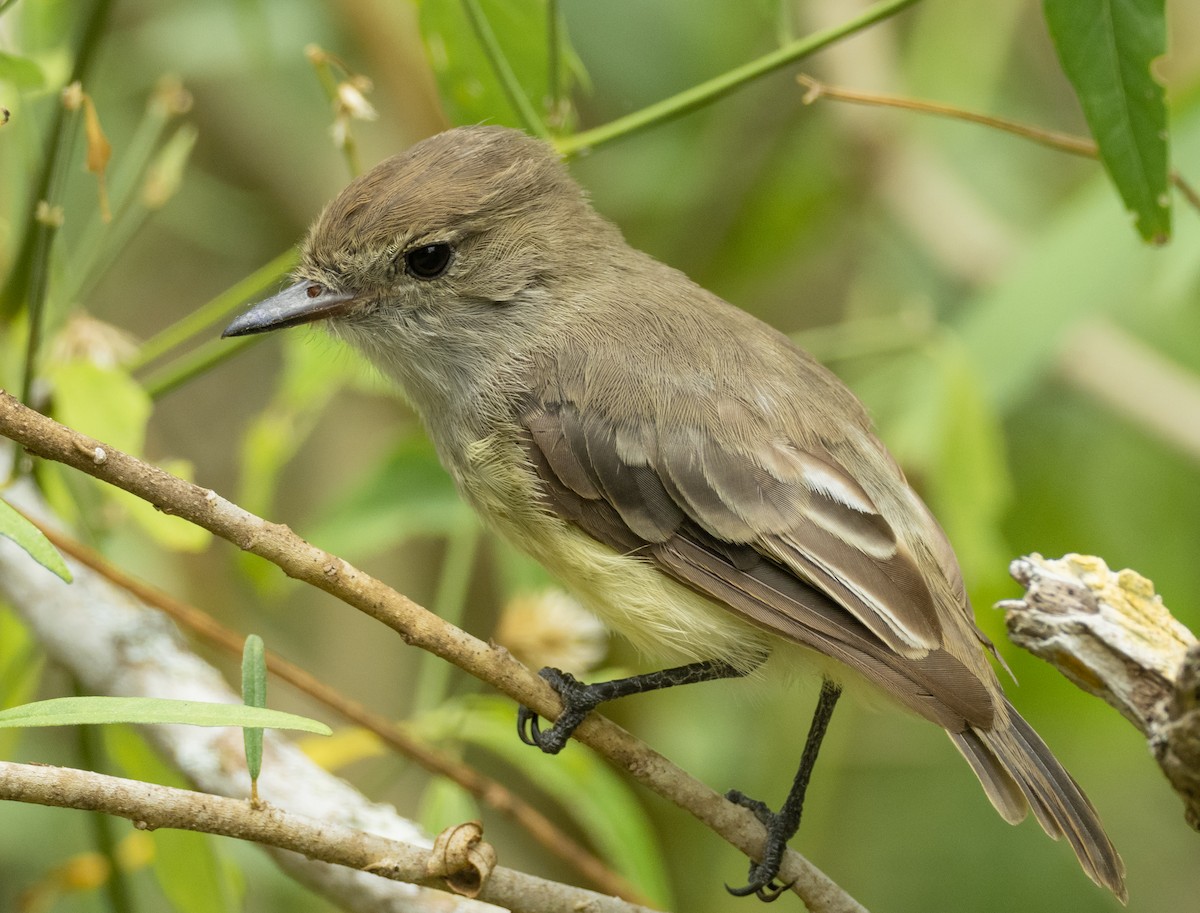 Tyran des Galapagos - ML224167601