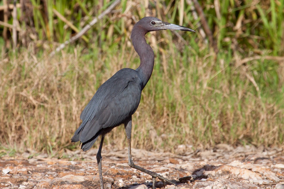 Little Blue Heron - ML224167931