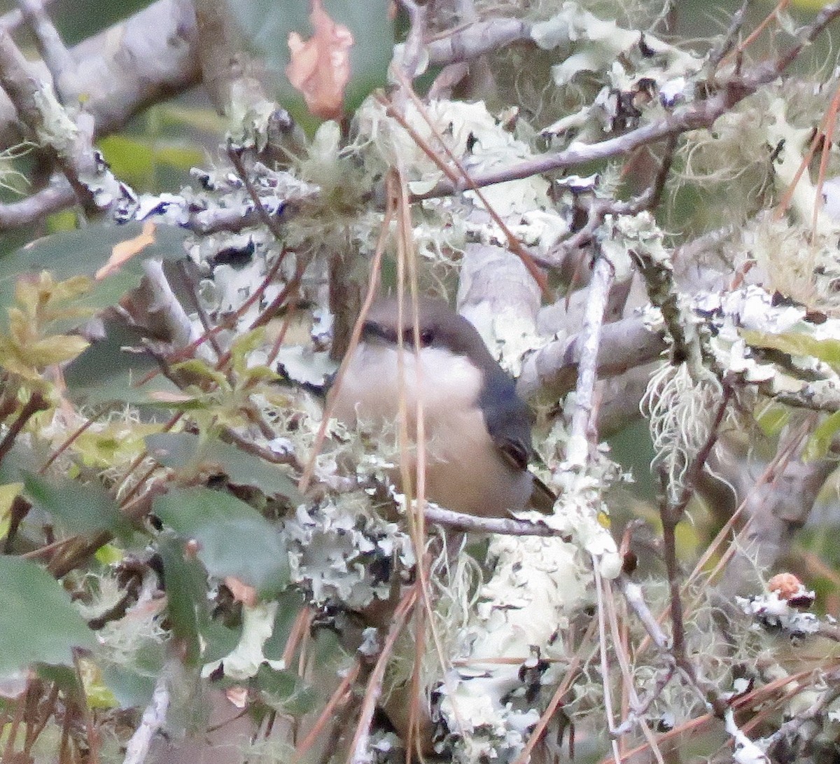 Pygmy Nuthatch - ML224169271