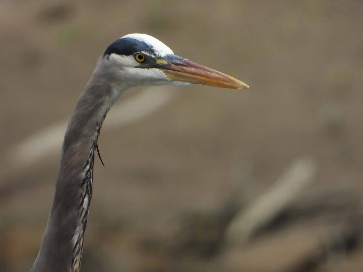 Great Blue Heron - ML224169881