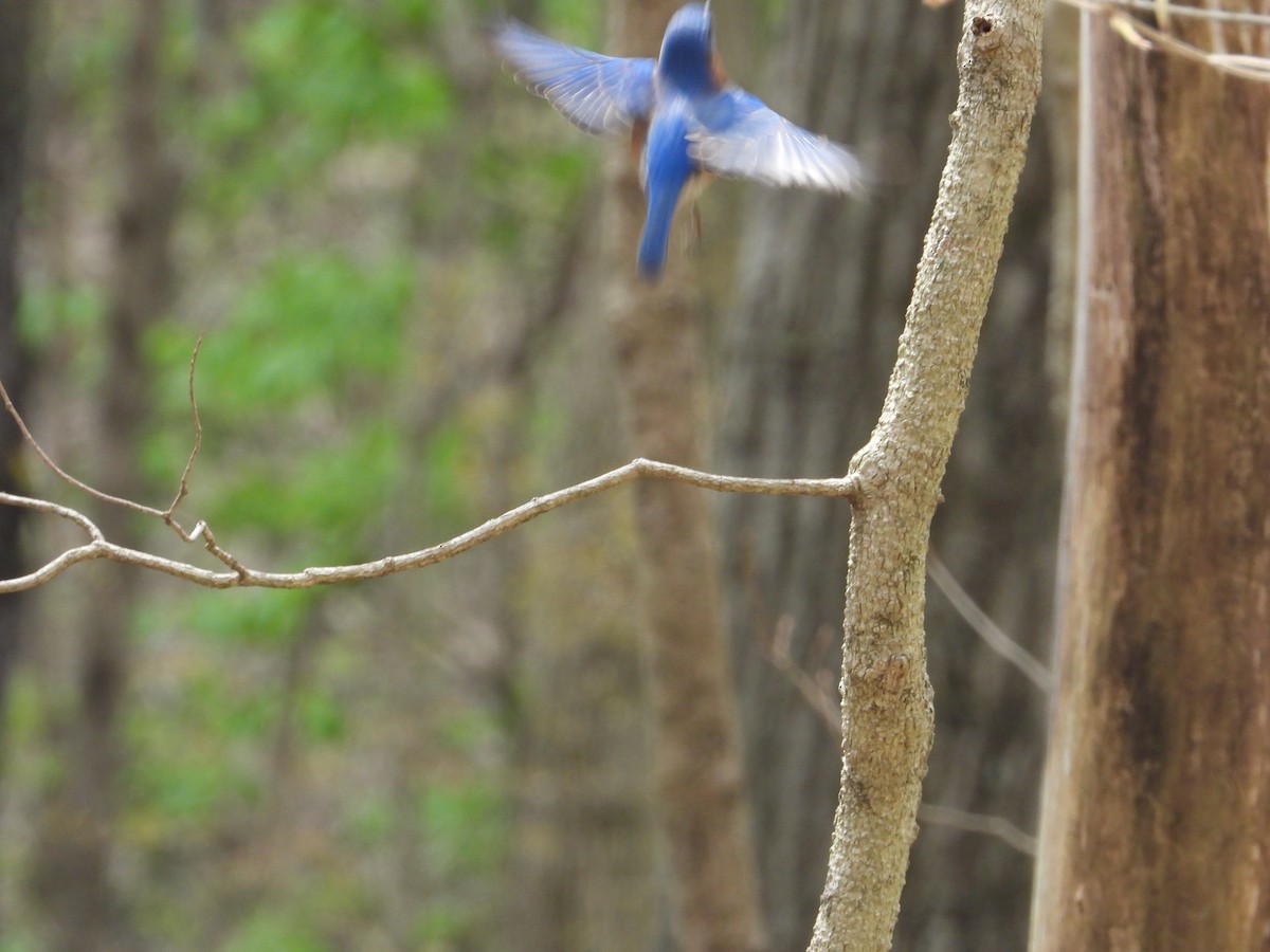 Eastern Bluebird - ML224169981