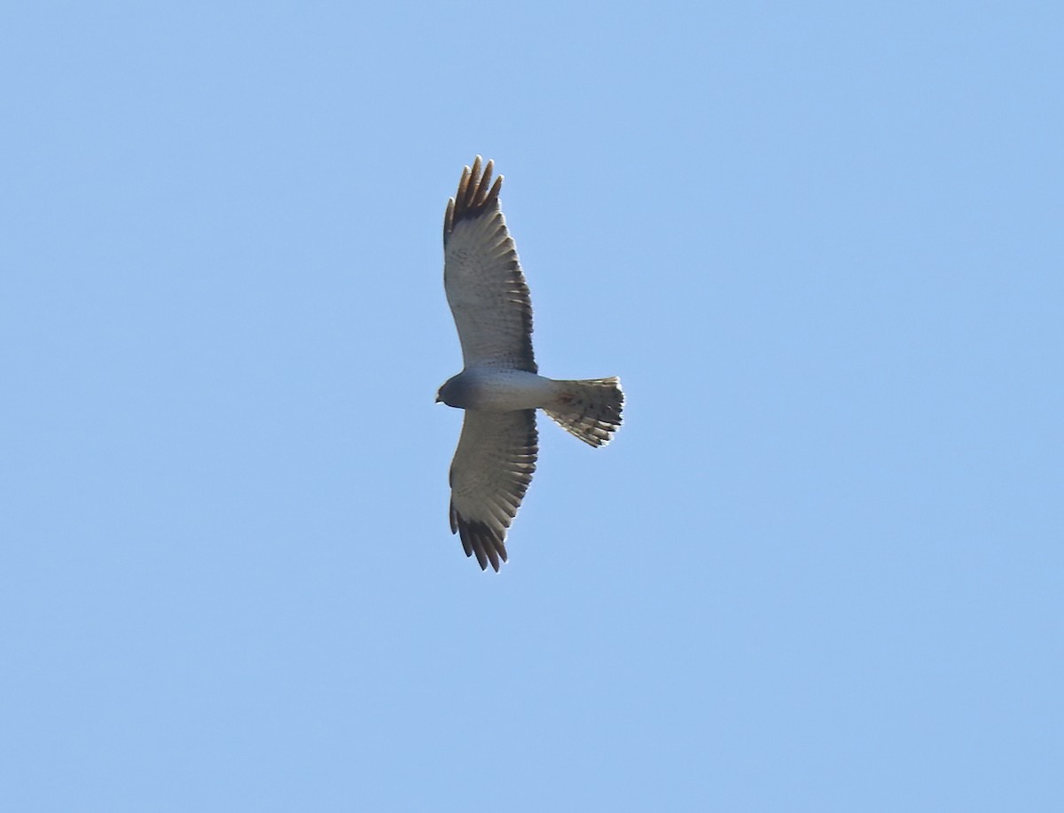 Northern Harrier - ML224170821