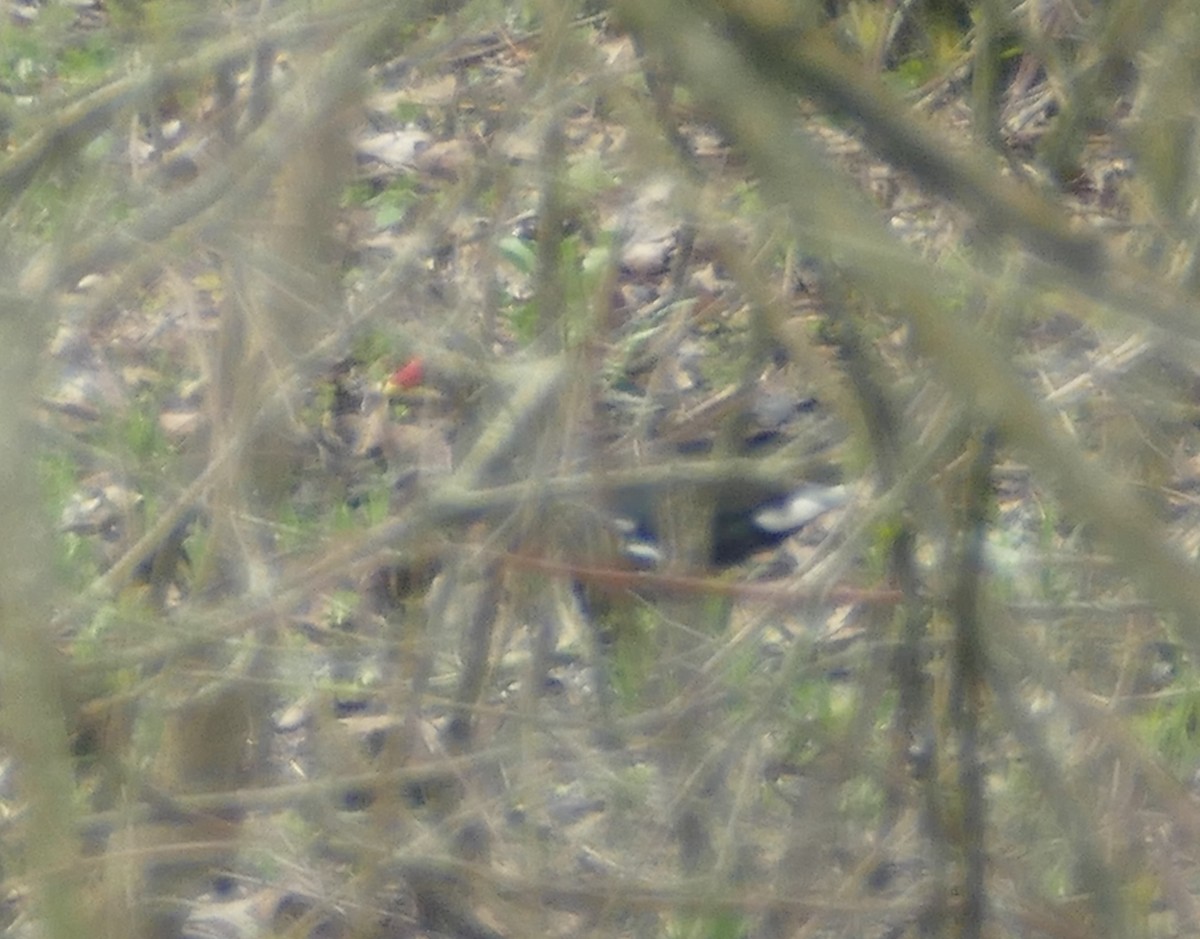 Common Gallinule - ML224175701