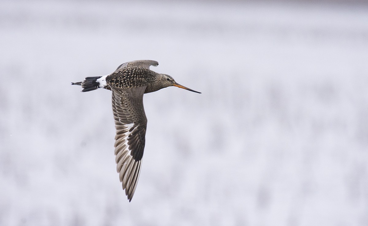 Hudsonian Godwit - Marky “Dark Arremon” Mutchler