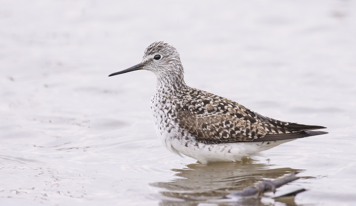 Lesser Yellowlegs - Marky Mutchler