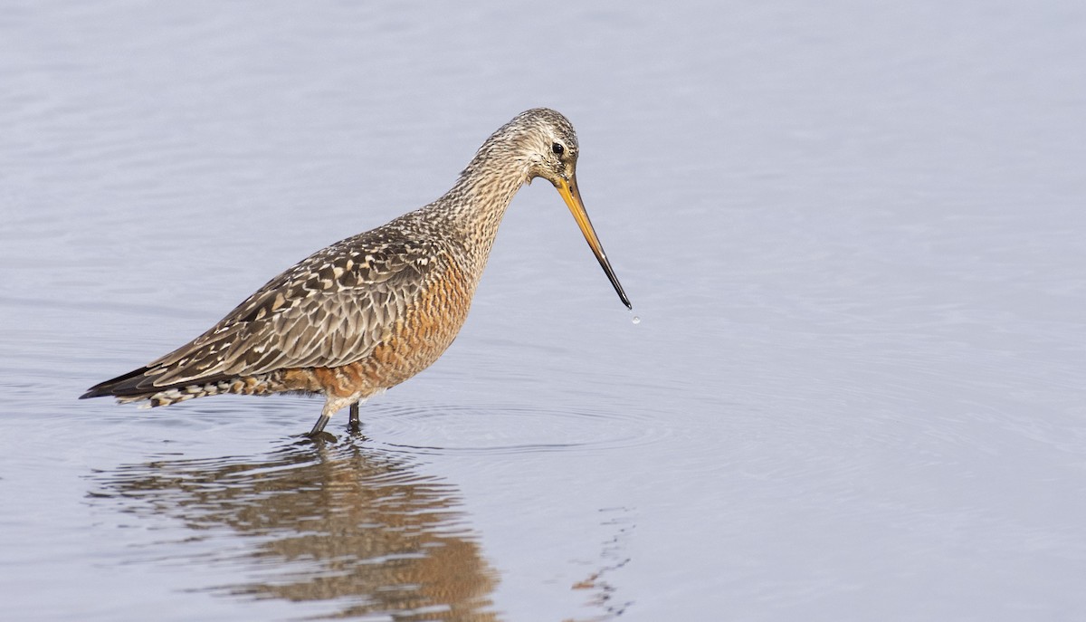 Hudsonian Godwit - ML224177311