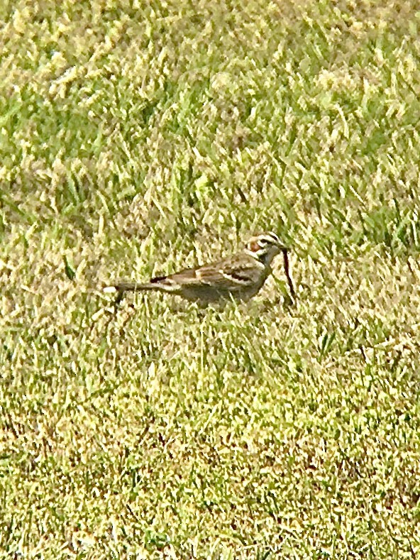 Lark Sparrow - ML224177431