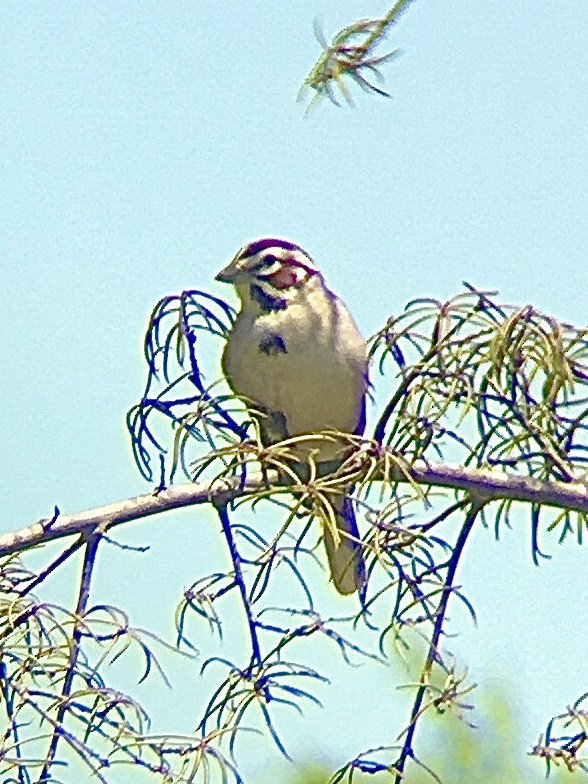 Lark Sparrow - ML224177441