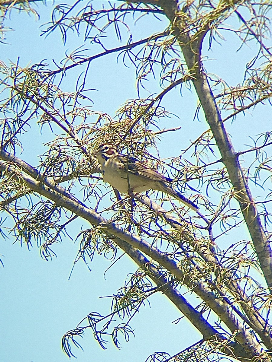 Lark Sparrow - ML224177461