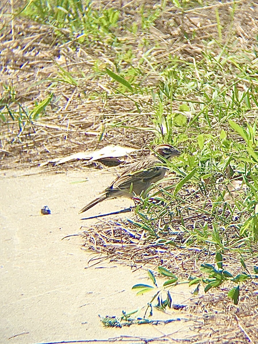 Lark Sparrow - ML224177521