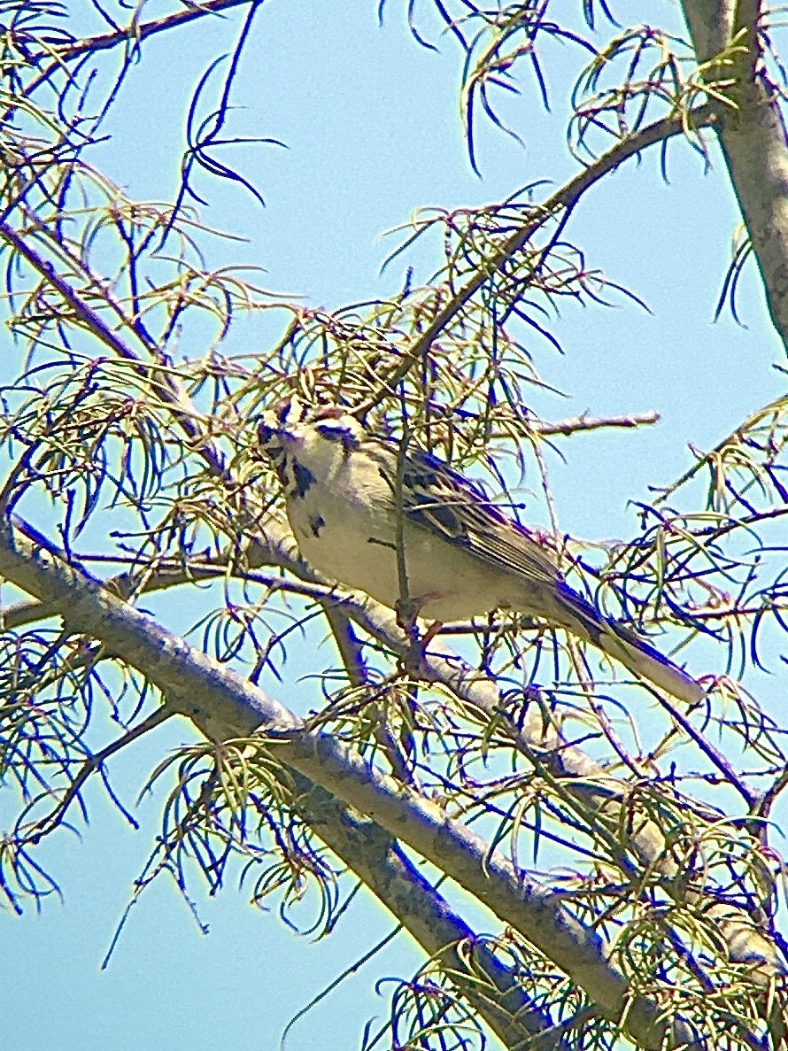 Lark Sparrow - ML224177531