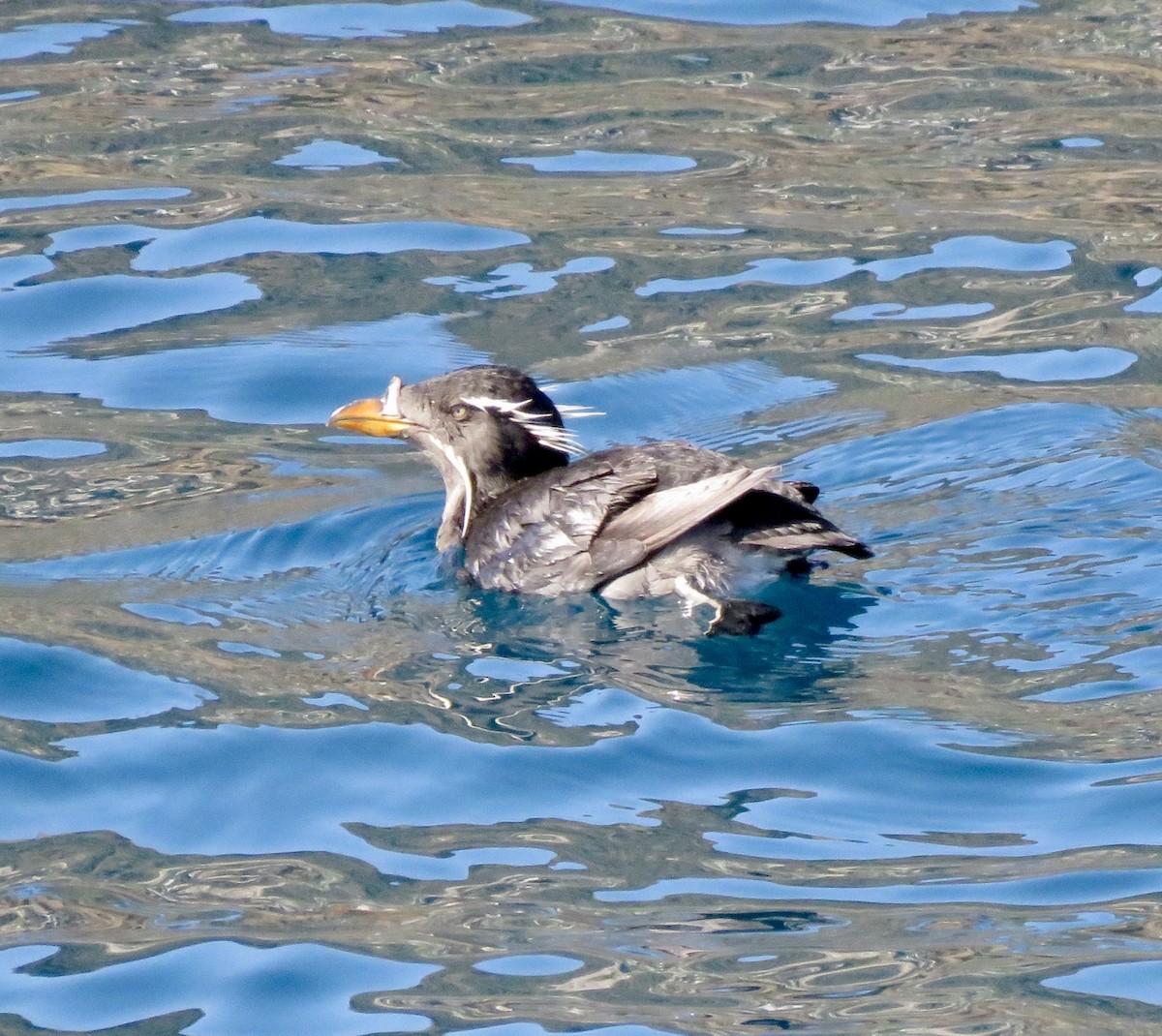 Rhinoceros Auklet - ML224177731