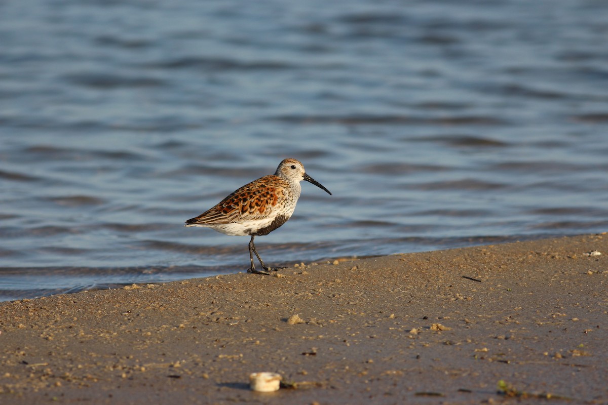 Dunlin - ML224177881