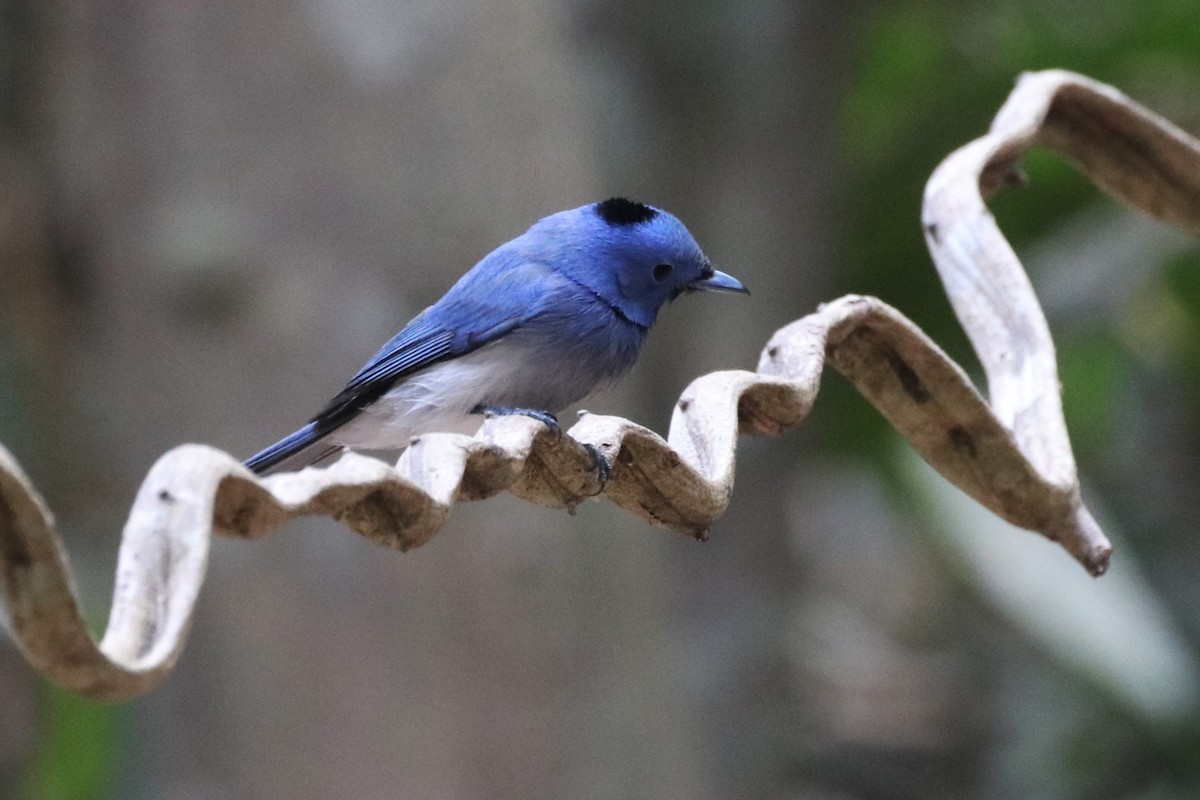 Black-naped Monarch - ML224178071