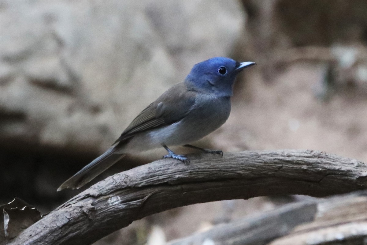 Black-naped Monarch - ML224178311