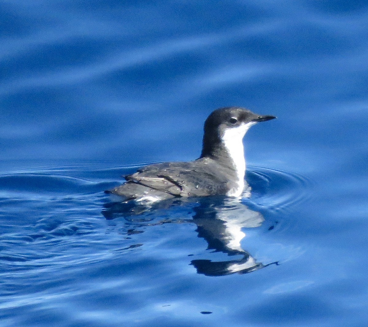 Scripps's Murrelet - ML224179381