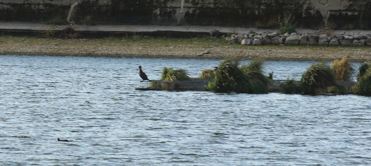 Great Cormorant - ML224181201