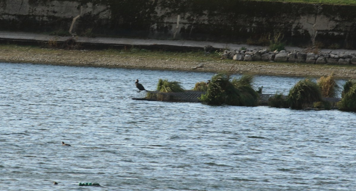 Great Cormorant - Andrew Steele