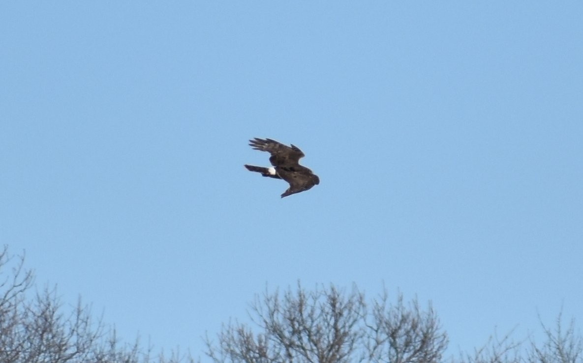 Northern Harrier - Sebastian Benedetto