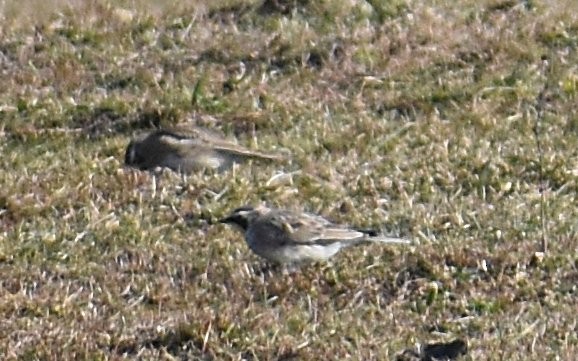 Horned Lark - ML224181631