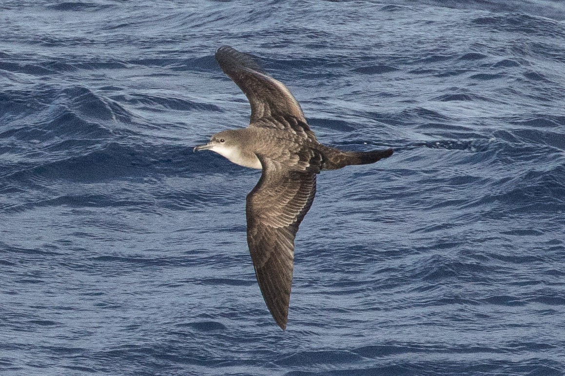 Wedge-tailed Shearwater - Eric VanderWerf