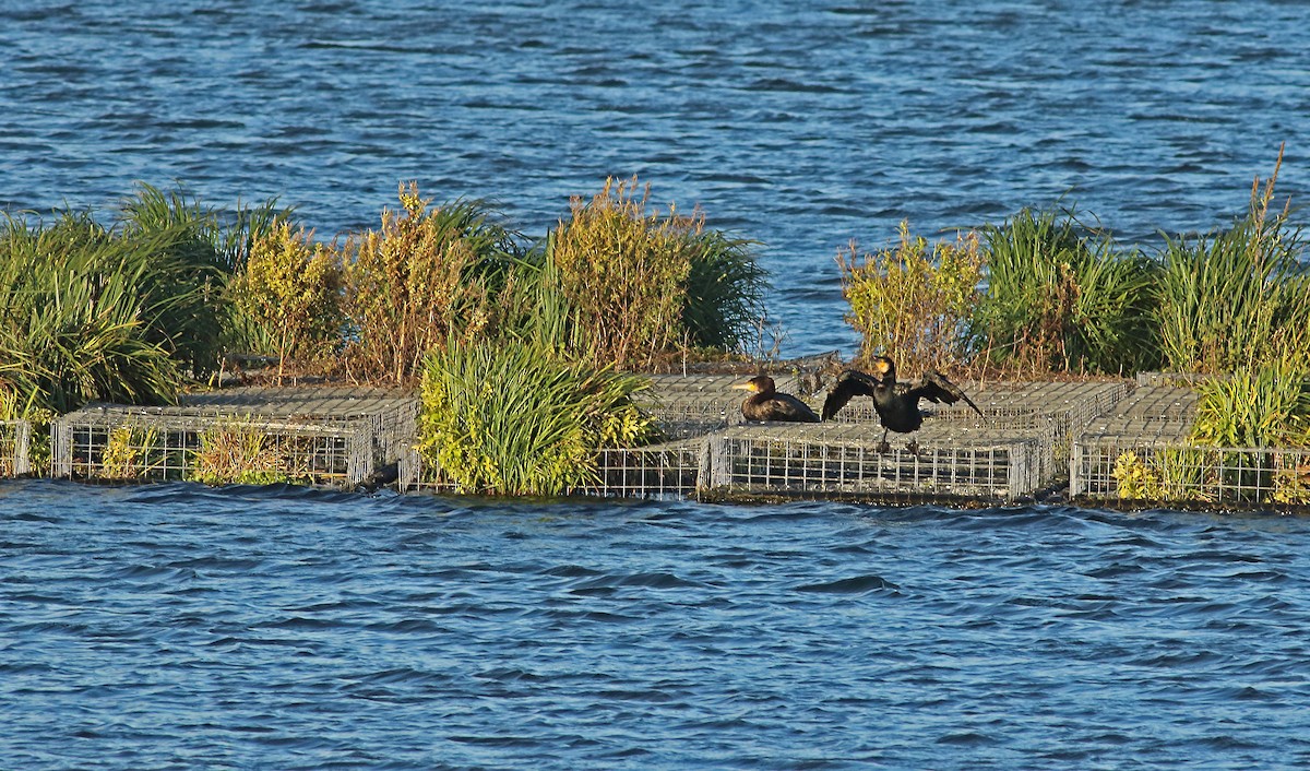 Great Cormorant - ML224182351