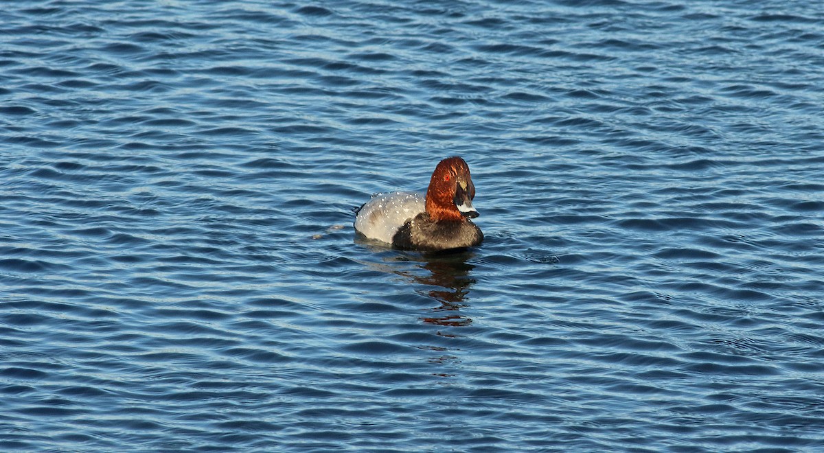 Common Pochard - ML224183021