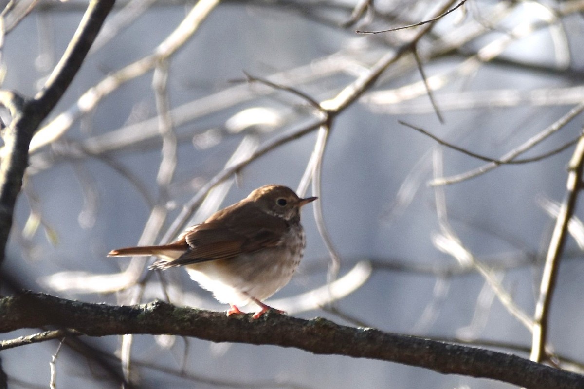 Hermit Thrush - ML224183121