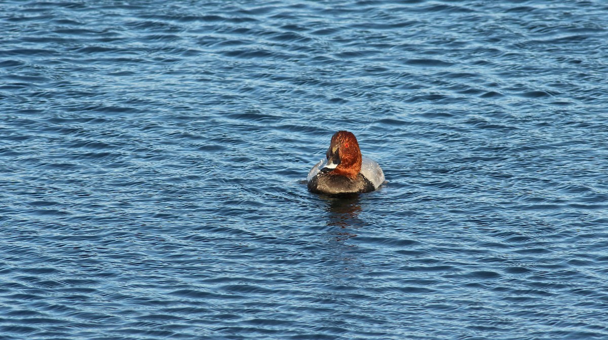 Common Pochard - ML224183411