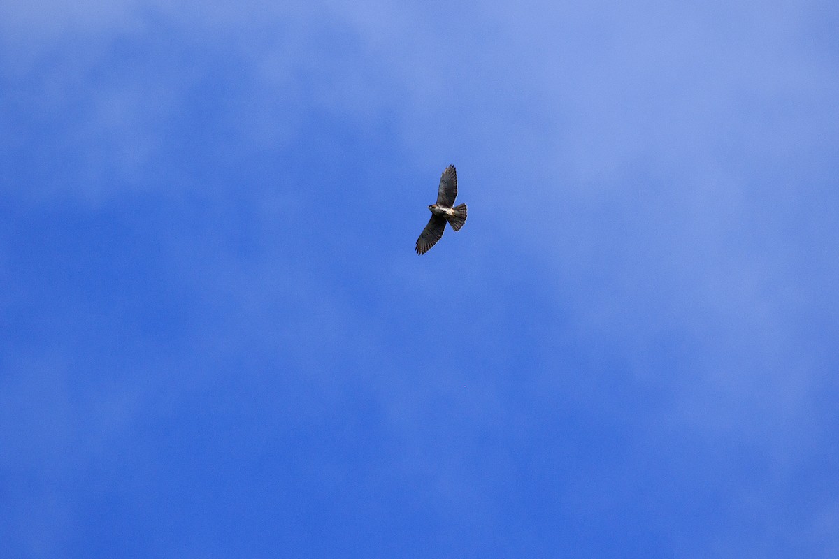 White-throated Hawk - Fabián Guerrero