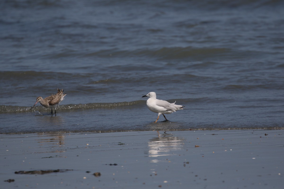 Bar-tailed Godwit - ML224183901