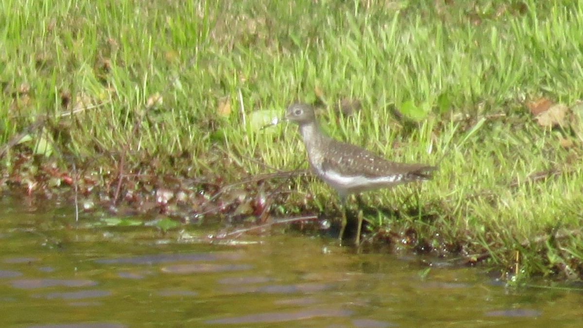 Solitary Sandpiper - ML224184501