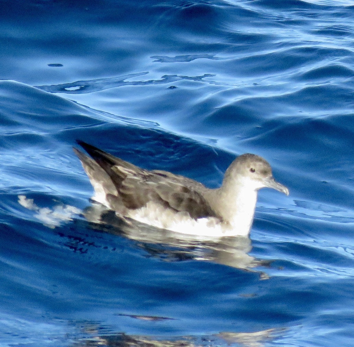 Black-vented Shearwater - ML224184511