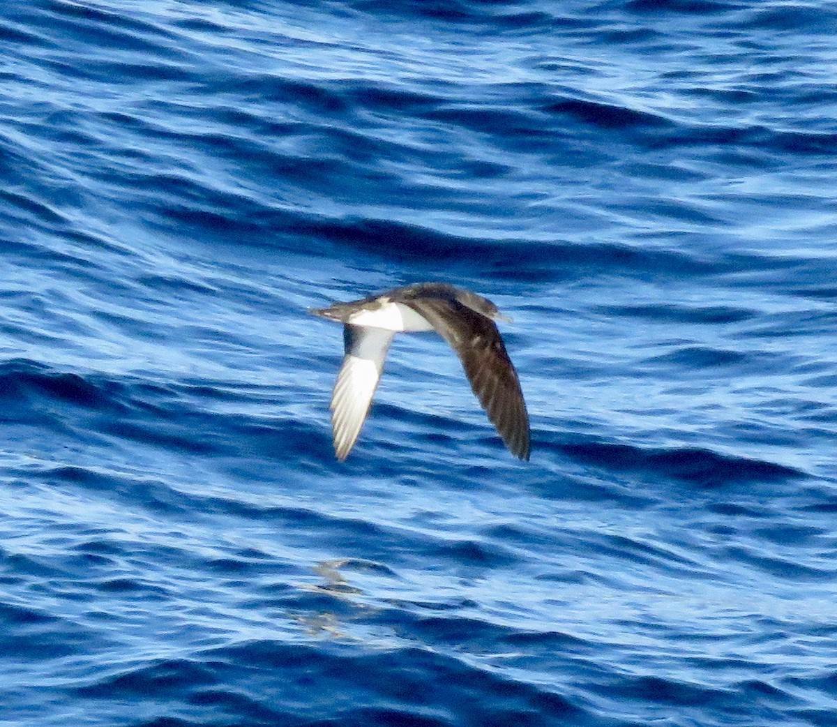 Black-vented Shearwater - ML224184551