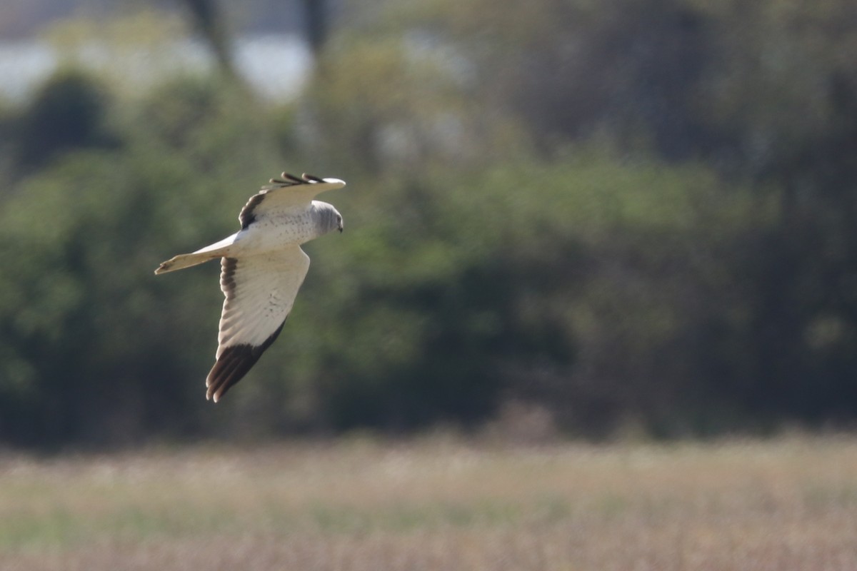 Northern Harrier - Gale Janiszewski