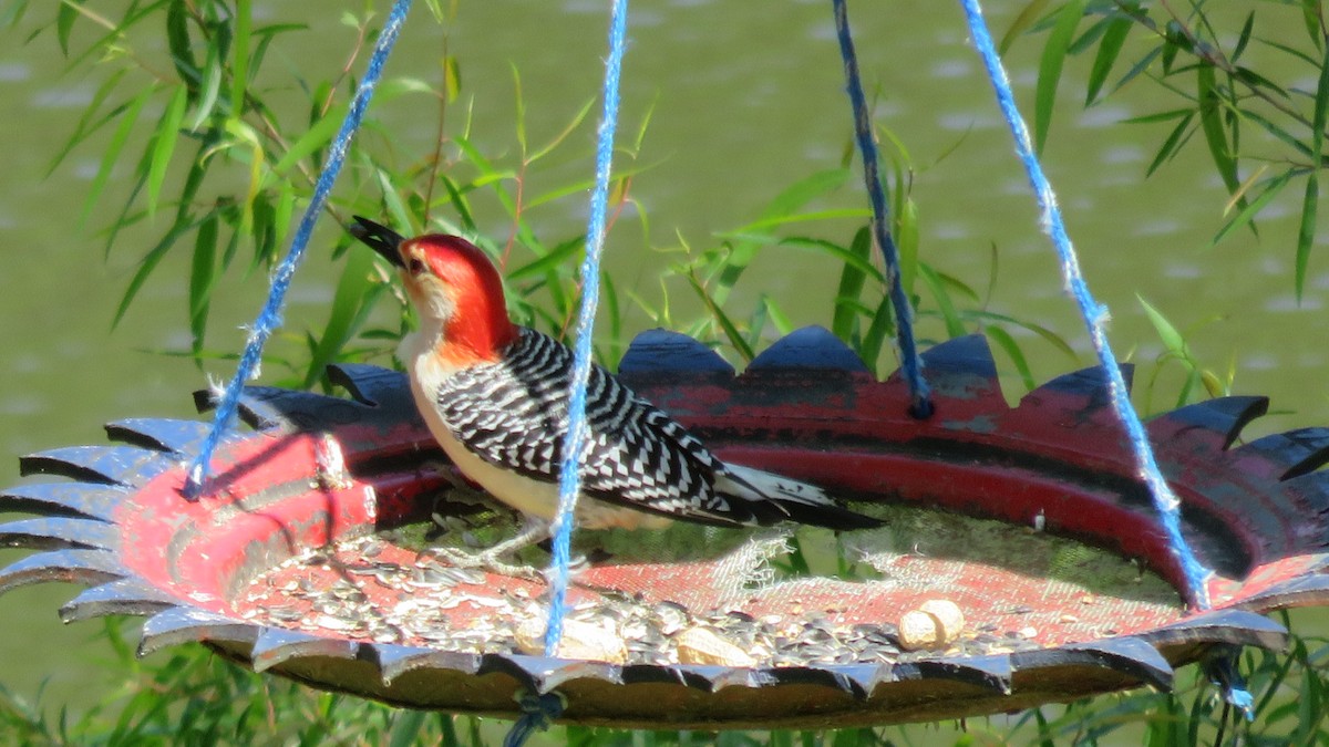 Red-bellied Woodpecker - Fran Loyd