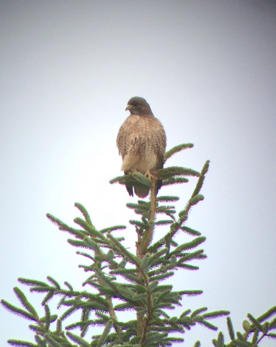 Red-tailed Hawk - Carey Bergman