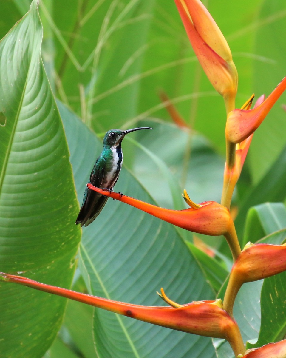 Veraguan Mango - Letha Slagle